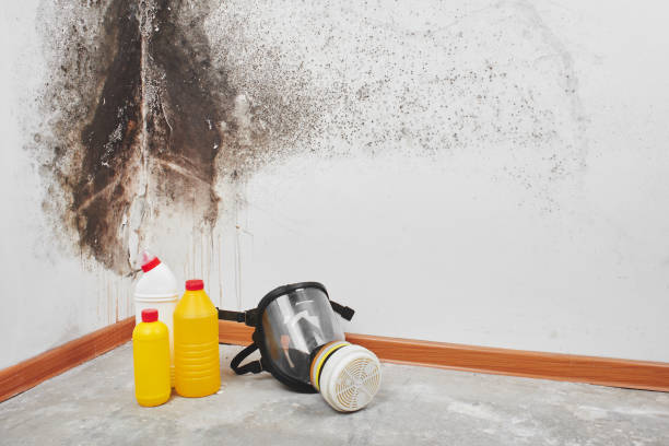 Best Emergency Mold Removal  in Shaker Heights, OH