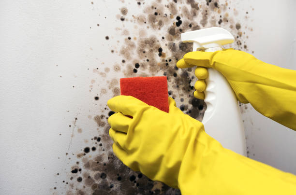 Best Mold Removal and Inspection  in Shaker Heights, OH