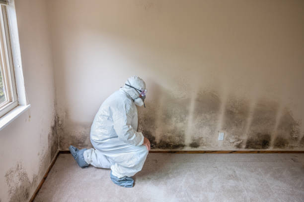 Best Mold Damage Repair  in Shaker Heights, OH