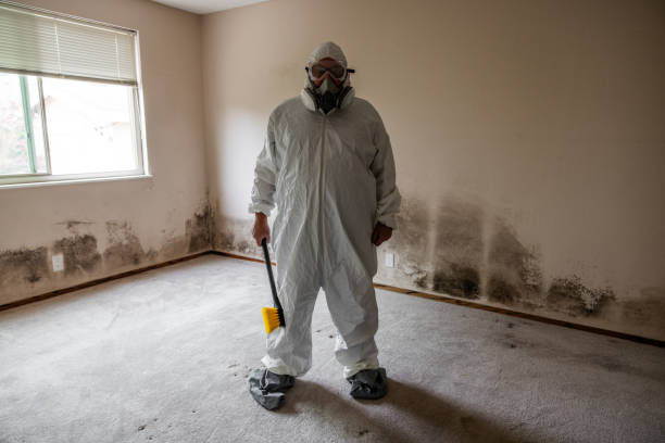 Best Attic Mold Removal  in Shaker Heights, OH