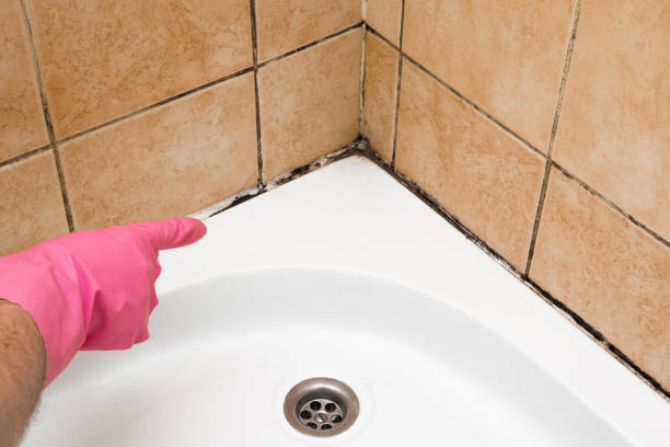 Best Fast Mold Removal  in Shaker Heights, OH